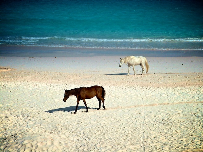 Eleuthera Horses